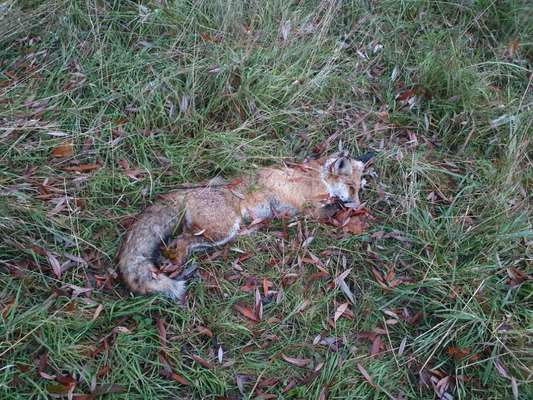 Giftköder-Toter Fuchs im Gras an den Gleisen-Bild