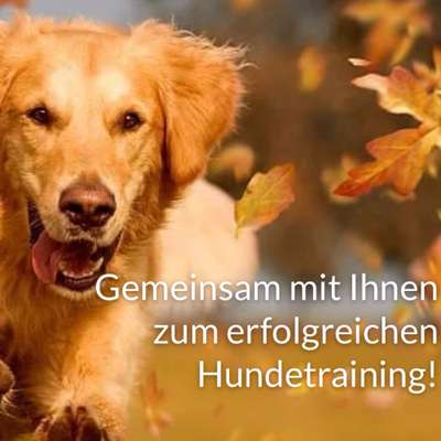 Hundeschulen-Hundeschule Team-Gaimersheim-Bild