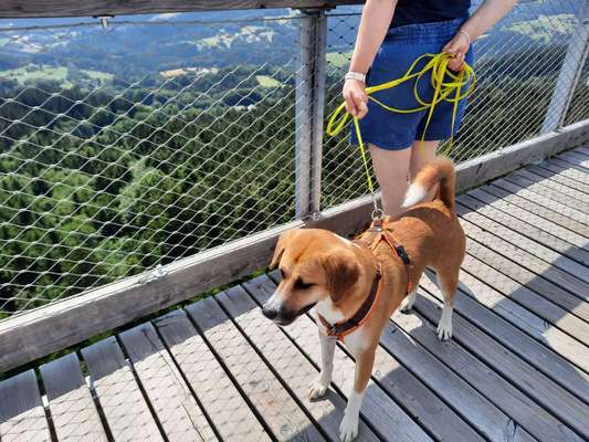 Hundetreffen-Spielen, toben,  Freunde finden-Bild