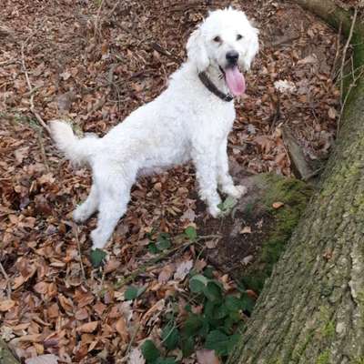 Goldendoodle-Beitrag-Bild