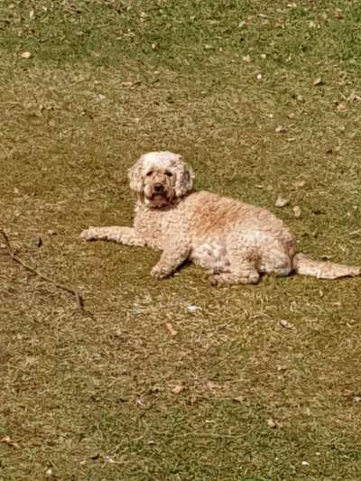 Goldendoodle-Beitrag-Bild