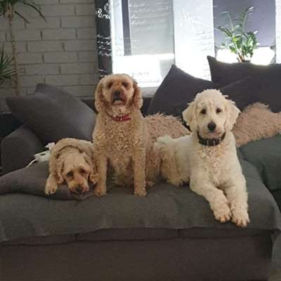 Goldendoodle-Beitrag-Bild