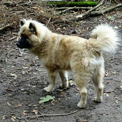 Hundetreffen-Eurasier 6 Monate  sucht Freunde - Mariendorf-Bild