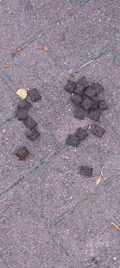 Giftköder-Vermutlicher Giftköder-Bild