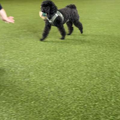 Hundetreffen-Gemeinsame Spaziergänge-Bild