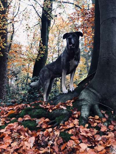 Herdenschutzhund am Hof-Beitrag-Bild