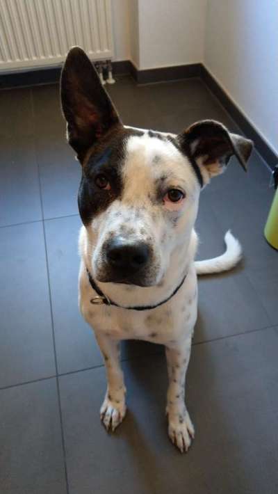 Hundetreffen-Spielgefährt:innen für Jack 🐶-Bild