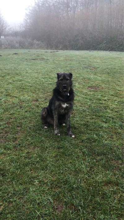 Hund aus dem Spanischen Tierschutz-Beitrag-Bild