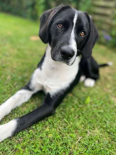 Zeigt mal eure border Collies :)-Beitrag-Bild