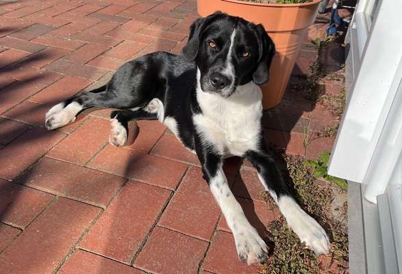 Mischlinge raten - Rätselspaß-Beitrag-Bild