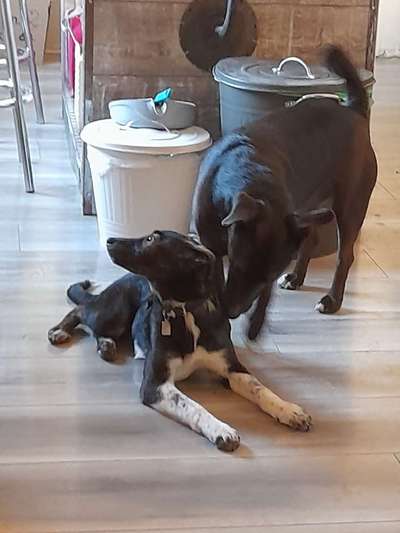 Auslandstierschutz-Beitrag-Bild