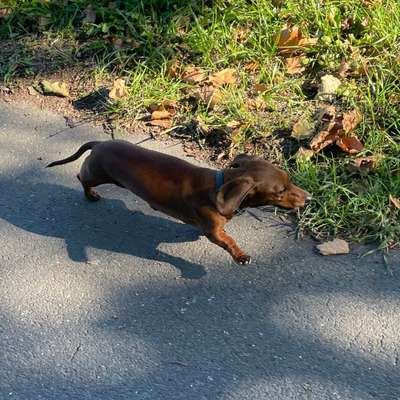 Hundetreffen-Gassibegleitung-Bild