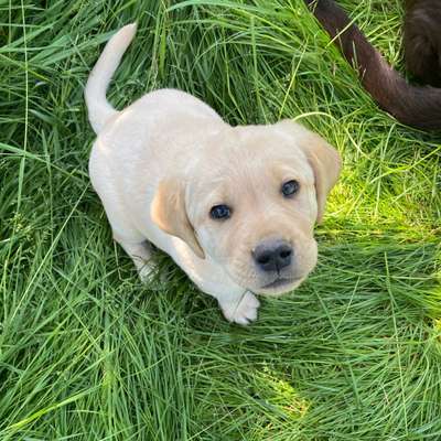 Hundetreffen-Welpentreffen-Bild