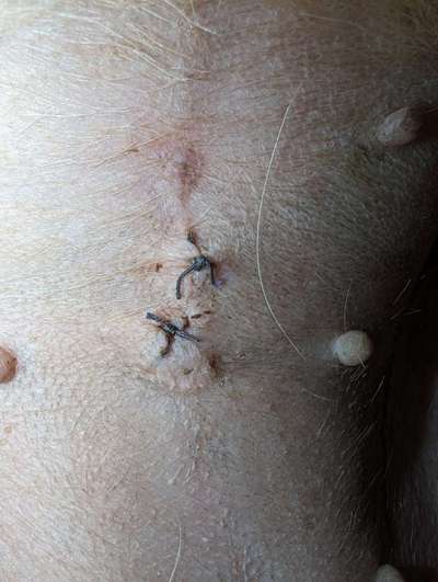 Kastrationsnarbe Hündin-Beitrag-Bild