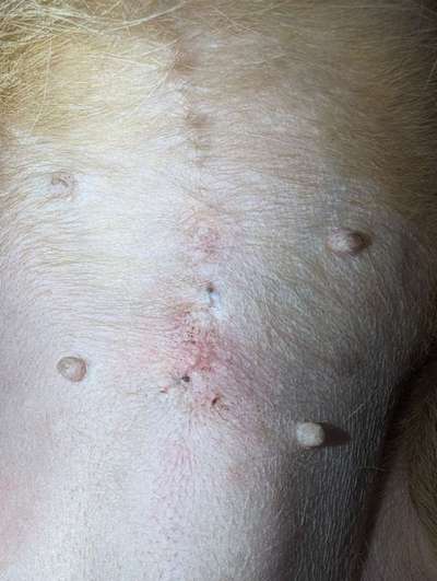 Kastrationsnarbe Hündin-Beitrag-Bild