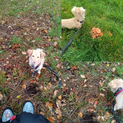 59. Foto-Collagen- Challenge: Pilze-Beitrag-Bild