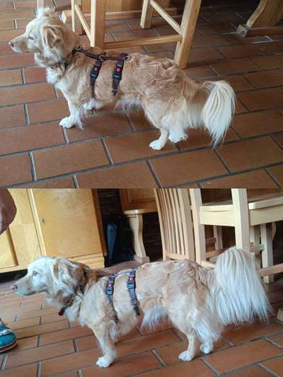 Wie sitzt mein Geschirr?-Beitrag-Bild