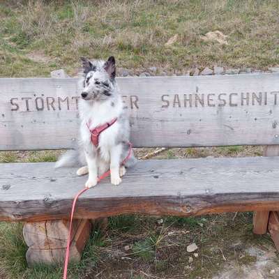 Hundetreffen-Social Walks ohne Spiel-Bild