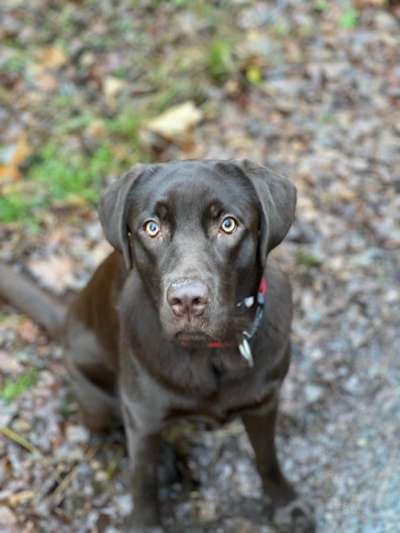 Hundetreffen-Gassikumpel/ Spielpartner-Bild