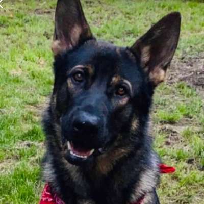 Hundetreffen-Hundefreunde zum Spielen und Spaziergang 🐶🐕-Bild