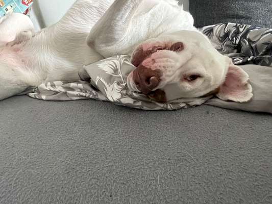 Lustigsten Grimassen von euren Hunden-Beitrag-Bild