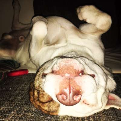 Lustigsten Grimassen von euren Hunden-Beitrag-Bild