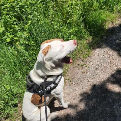 Dogorama Photo Challenge - Fail/Outtakes-Beitrag-Bild