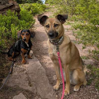 Hundetreffen-Gemeinsame Gassi Runden-Profilbild