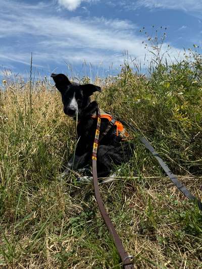 Hundetreffen-Welpentreffen in und um Unna-Bild