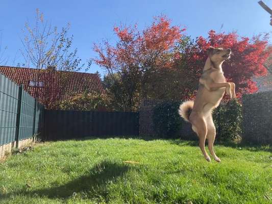 Dogorama Photo Challenge - Der Frühling kommt-Beitrag-Bild