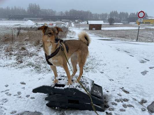 Hunderunde-Beitrag-Bild