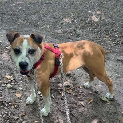 Hundetreffen-Spielen und Training-Bild