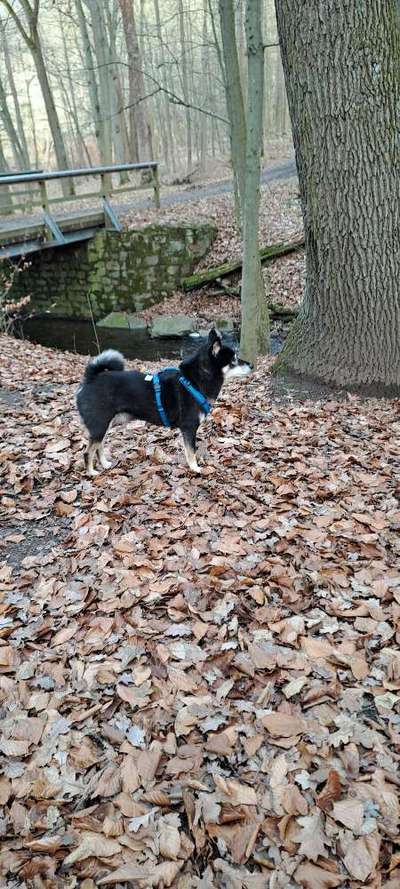 Reinrassige Hunde?-Beitrag-Bild