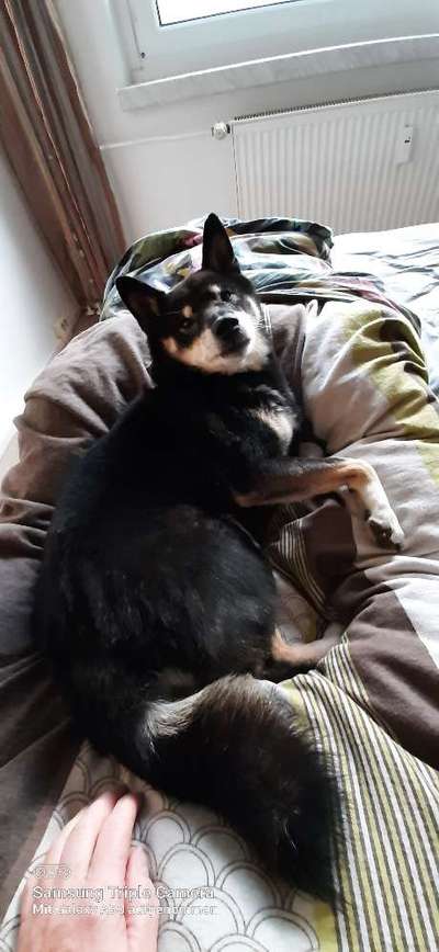 Darf der Hund bei Euch im Bett schlafen?-Beitrag-Bild