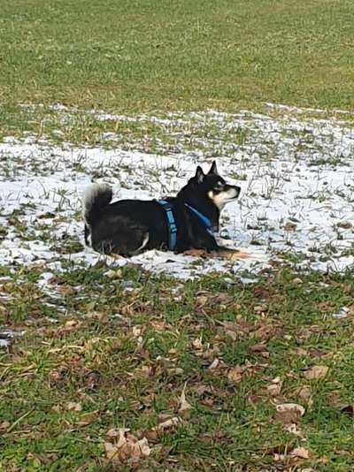 euer ältester Hund ?-Beitrag-Bild