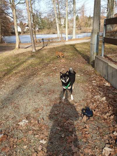 Seltene Rassen!-Beitrag-Bild