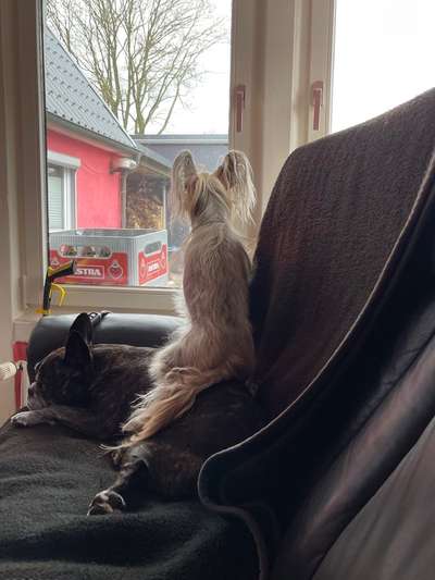 Dogorama Photo Challenge - Die besten Hundebuddys-Beitrag-Bild