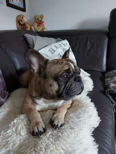 Zeigt her eure Frenchi-Beitrag-Bild