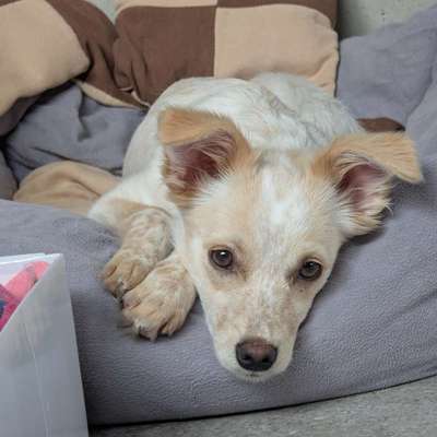 Hundetreffen-Kennenlernen treffen/ Gassi Runde in Neukeferloh-Bild