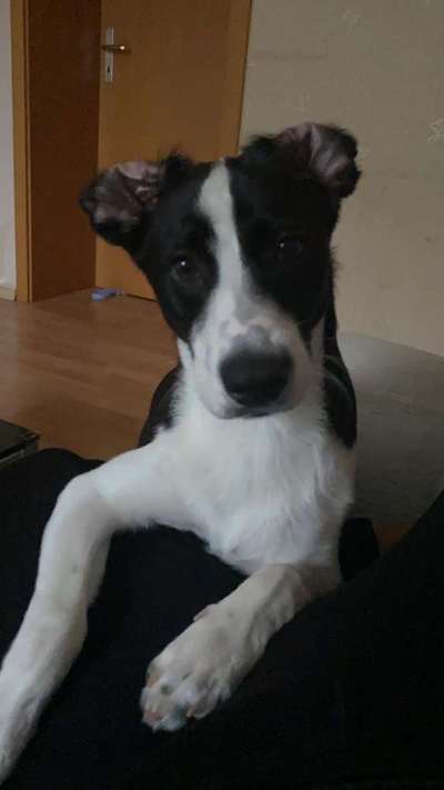 Mein Hund frisst nicht mehr sein Futter-Beitrag-Bild