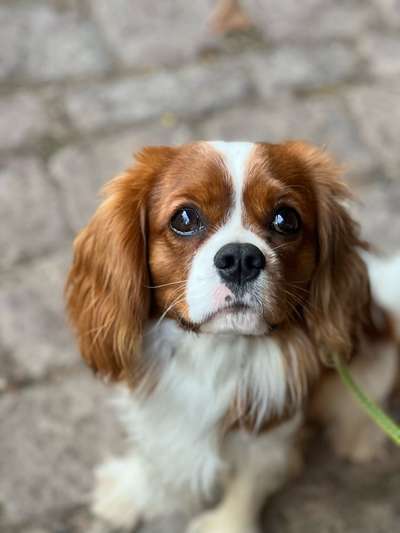 Cavaliere-Beitrag-Bild