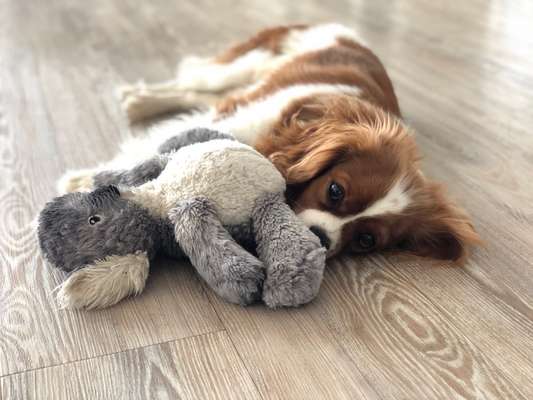 Cavaliere-Beitrag-Bild