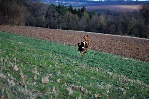 Challenge Nr. 16         Dynamik - Dein Hund in Bewegung-Beitrag-Bild