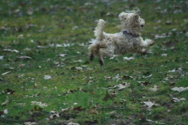 Challenge Nr. 16         Dynamik - Dein Hund in Bewegung-Beitrag-Bild