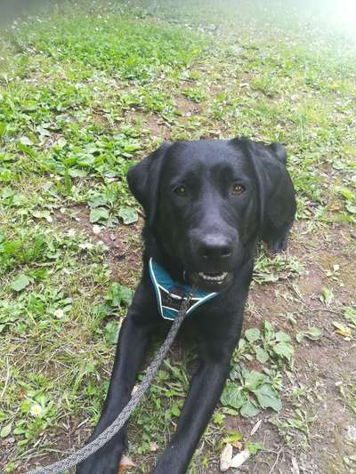 Hundetreffen-Gemeinsames Hundetraining/Spaziergänge mit Beschäftigung-Bild