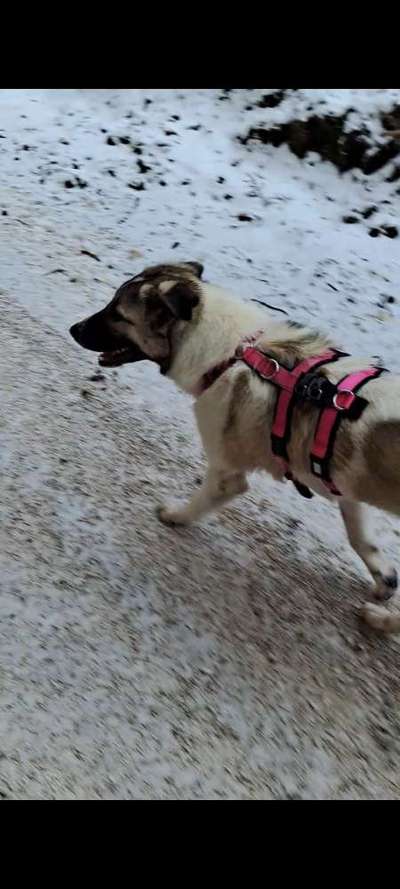 Tierschutzhunde suchen ein Zuhause-Beitrag-Bild