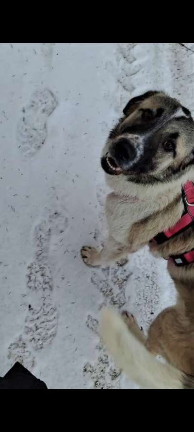 Tierschutzhunde suchen ein Zuhause-Beitrag-Bild