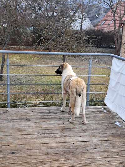 Tierschutzhunde suchen ein Zuhause-Beitrag-Bild