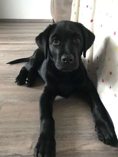 Labradorfans-Beitrag-Bild