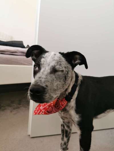 Lustigsten Grimassen von euren Hunden-Beitrag-Bild